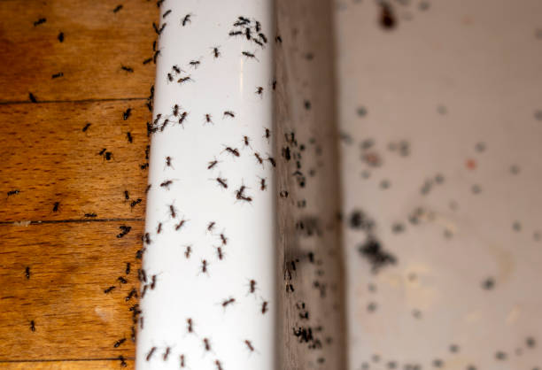 Best Local Pest Control Services  in Myrtle Grove, FL